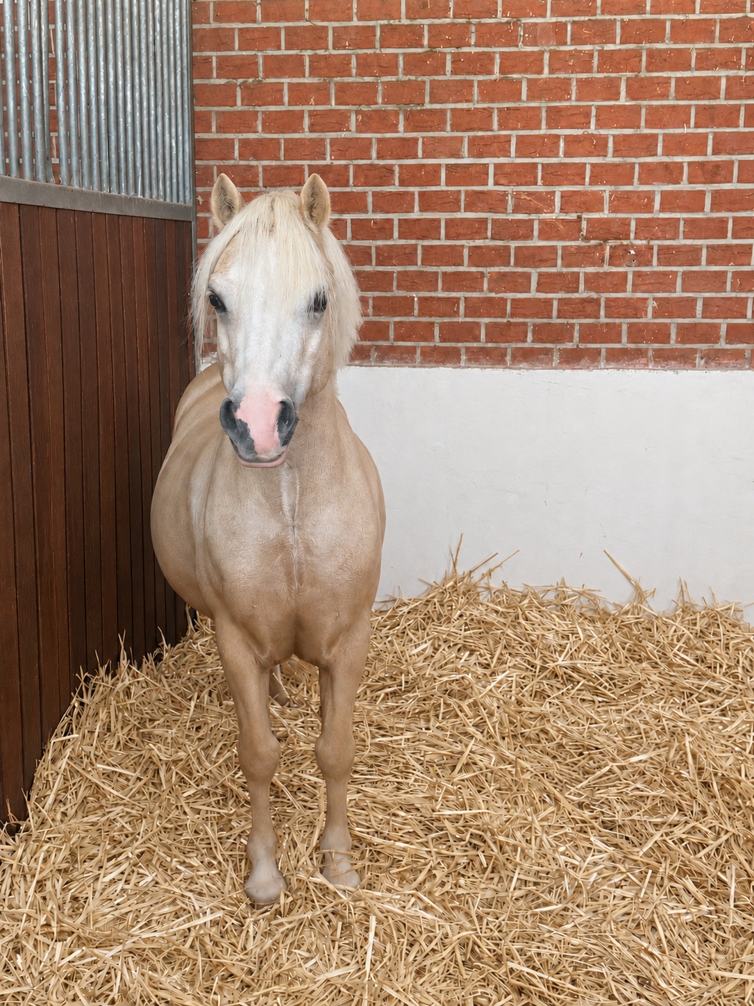 Světlý poník v boxu ve stáji Horse Academy
